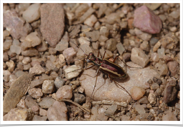 Cylindera lemniscata